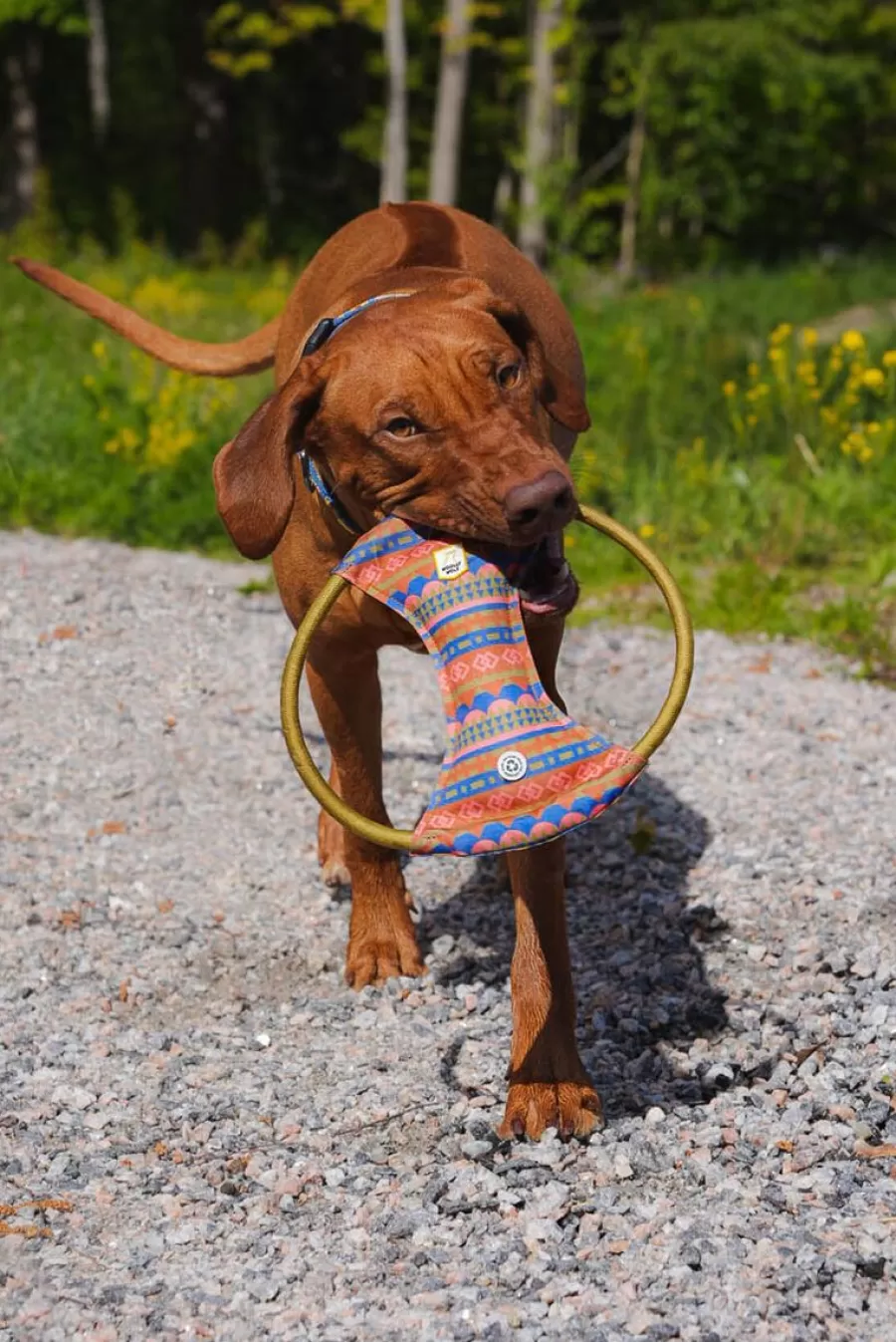 Nightless Night Squeaky Frisbee>WoollyWolf Best