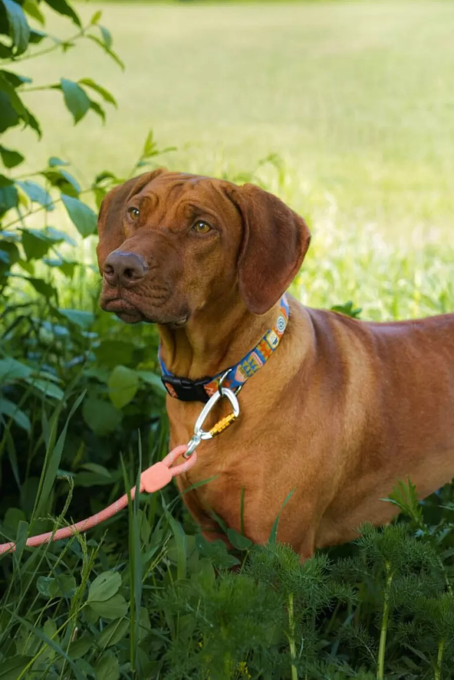 Rope Leash Talutushihna, Salmon Pink>WoollyWolf Online